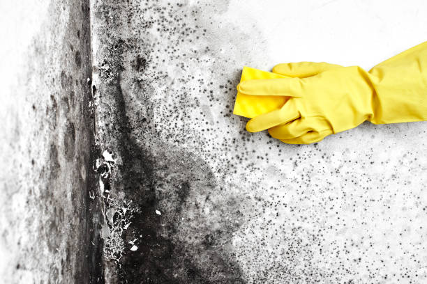 Trusted Streamwood, IL Mold Remediation Experts