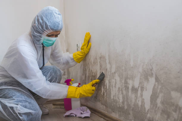 Best Attic Mold Remediation in Streamwood, IL