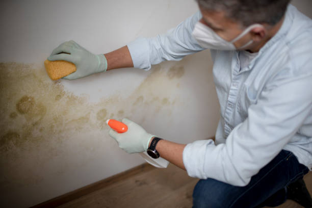 Best Bathroom Mold Remediation in Streamwood, IL