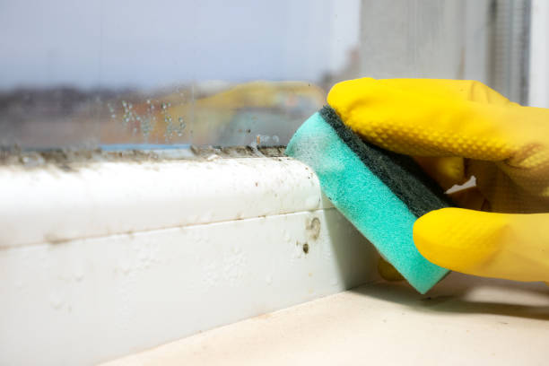 Best Emergency Mold Remediation in Streamwood, IL