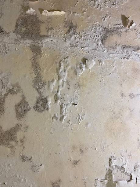 Best Post-Flood Mold Remediation in Streamwood, IL