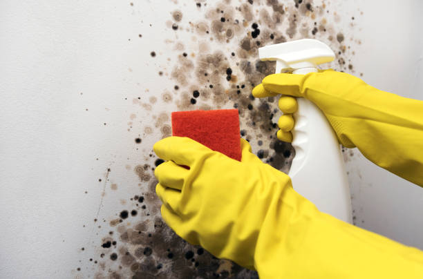 Best Insurance-Related Mold Remediation in Streamwood, IL
