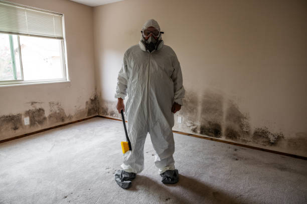 Best Black Mold Remediation in Streamwood, IL