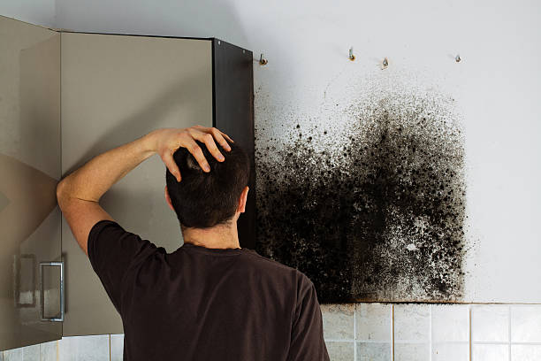 Best Commercial Mold Remediation in Streamwood, IL